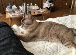 COVID19に感染して